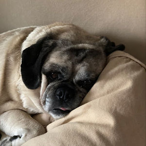 Meet your Posher, Gavin